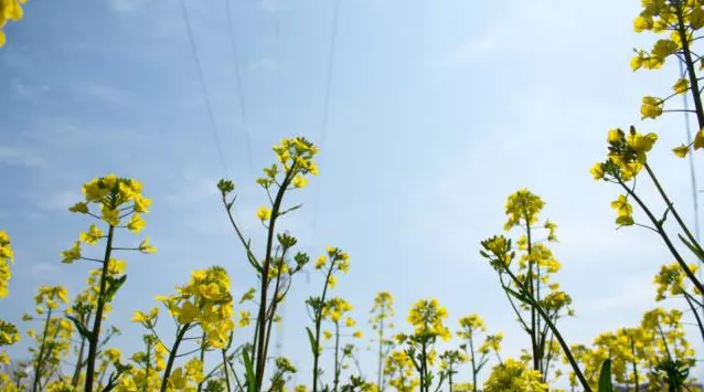 蚌埠论坛 春游江淮请您来丨赏花正当时！禹会区2021春季赏花路线