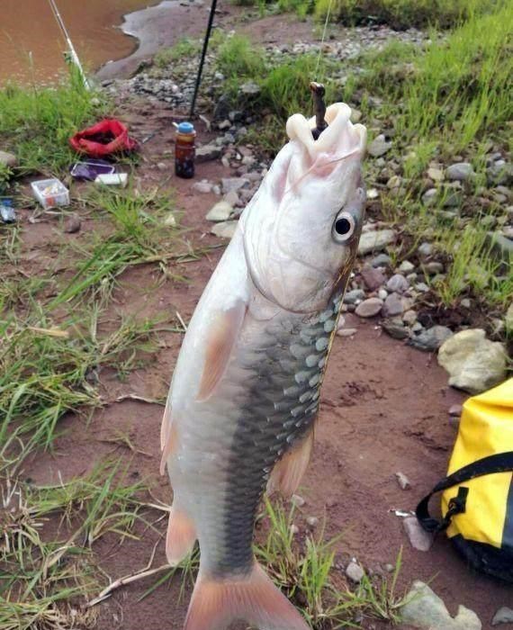 澜沧江|云南钓鱼人钓起几条“军鱼”，长江君：其实是更稀少的结鱼
