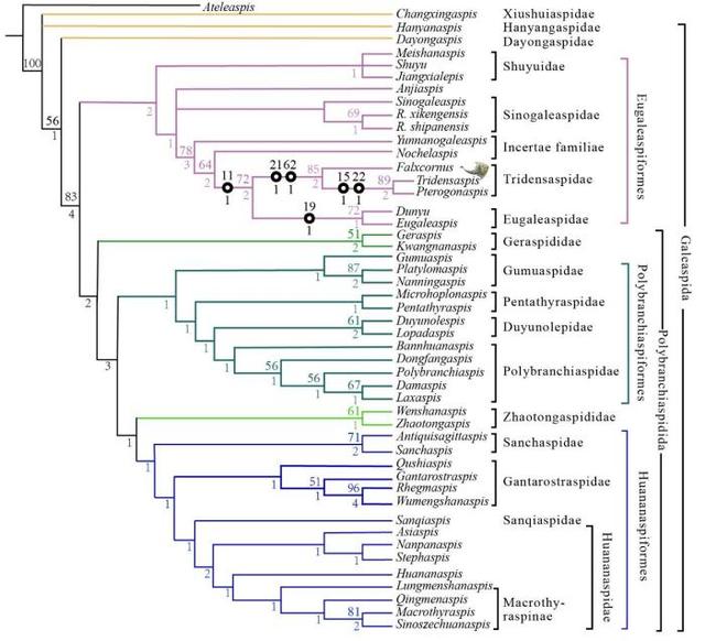 化石 中国学者研究发现最古老三尖鱼类:4.19亿年前“刘氏镰角鱼”