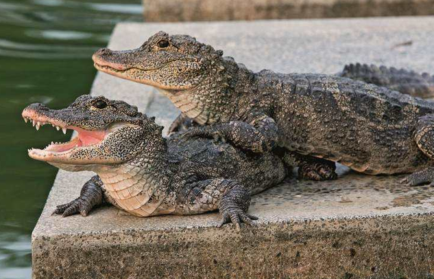 鳄鱼|佛山网友黄飞鸿附身,钓鱼时勇擒鳄鱼,就问其他钓友服不服