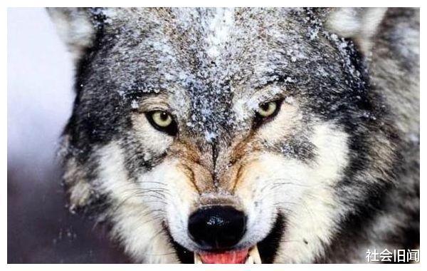  为何老人说遇到狼群不要慌，带把盐能救命？原来是有科学依据的