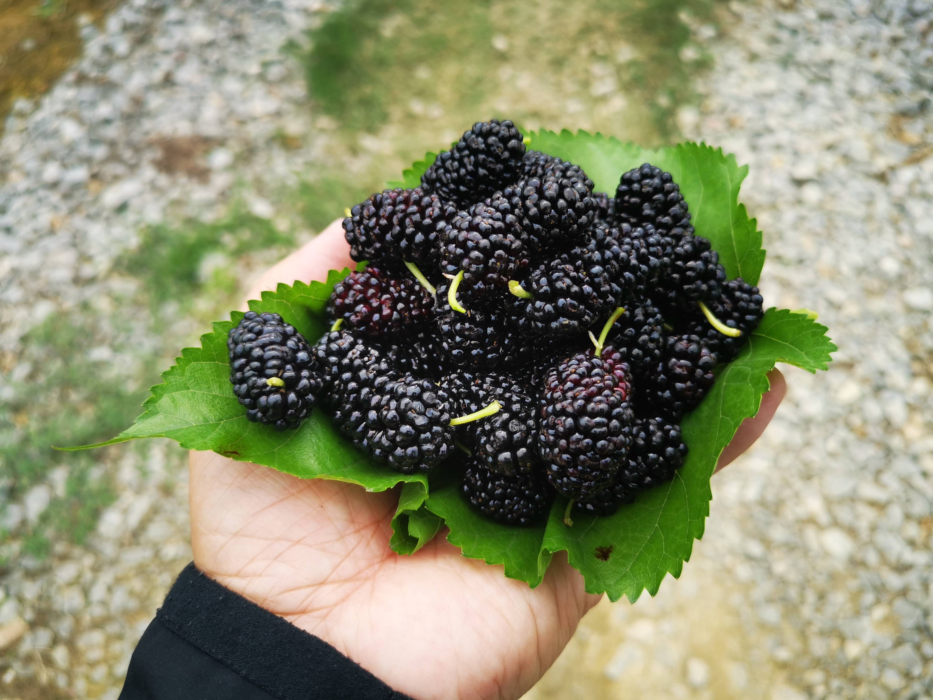 挚爱宝宝一生|喝桑葚酒还是看准时机，什么时候喝桑葚酒最好，看完也就知道了