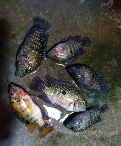 漯河|杂交罗非鱼？深圳香蜜湖出现许多怪鱼，钓鱼人：花花绿绿的不敢吃