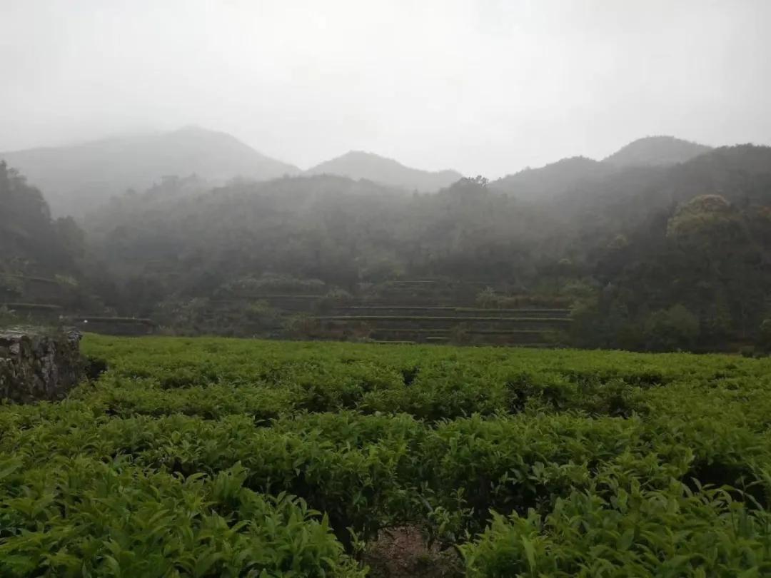 潮人游纪 每一片茶叶的沉浮，都是一种缘定