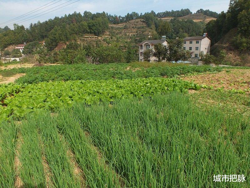城市把脉 城镇户口子女可继承宅基地引发的争议：为何说许多人高兴得太早了