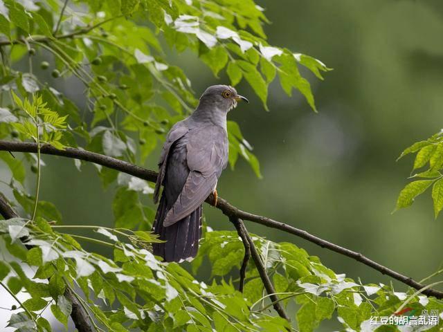  人们口中的益鸟，却是鸟中恶魔。