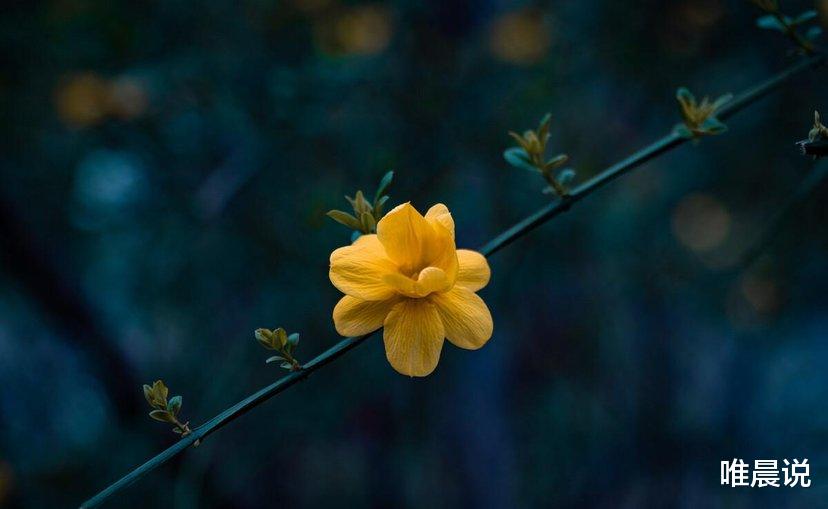 唯晨说|年过半百，人生的最高境界，只有四个字