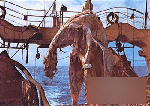 日本漁船捕捉到一隻海怪，船長嫌臟扔回大海，後三國艦隊前去打撈-圖3