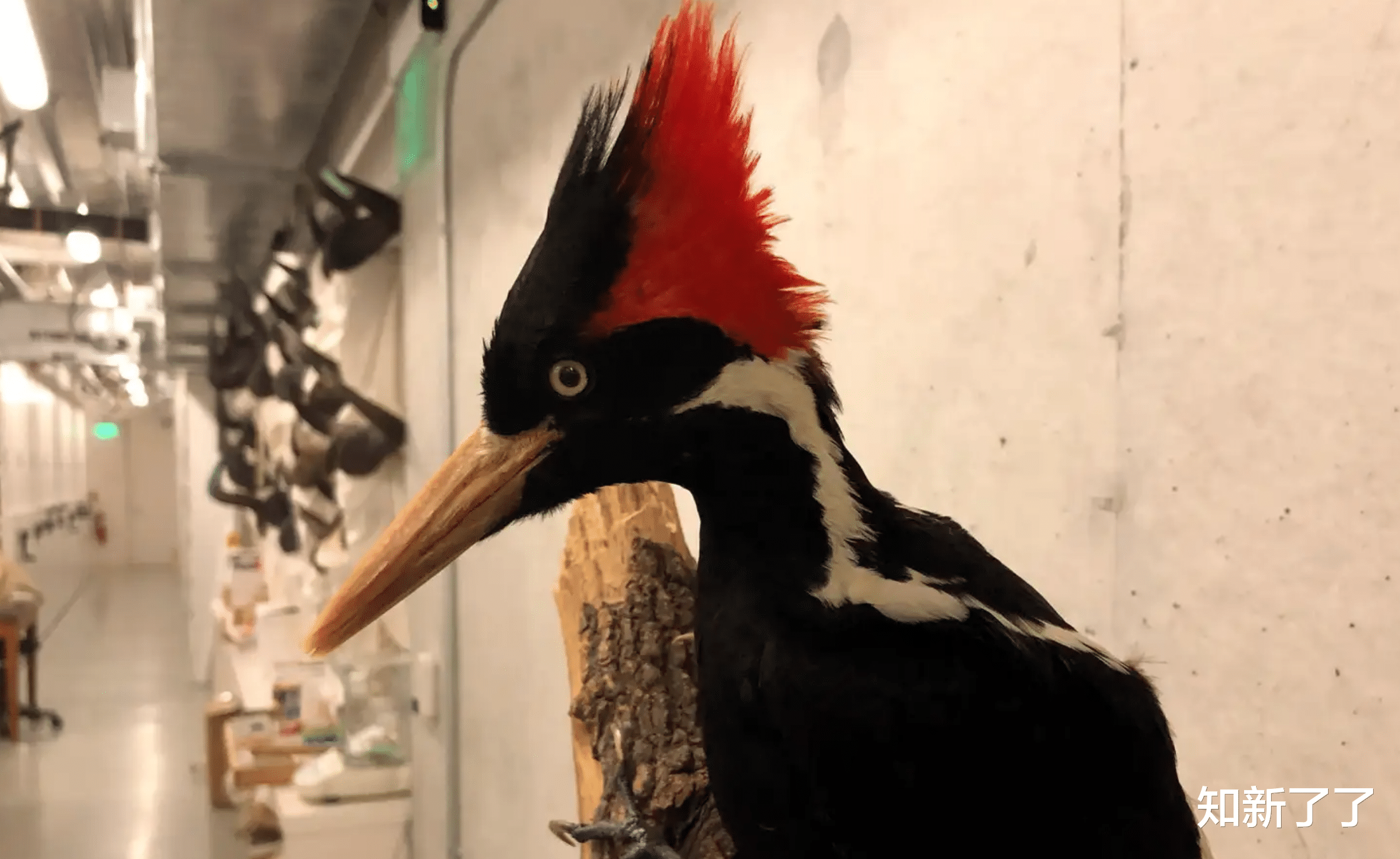 物种灭绝 从宣布23种物种灭绝，折射出的美国濒危动物保护现状