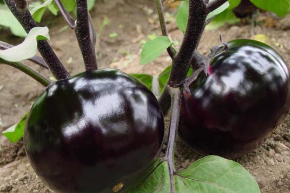 穴位|建议女人要常吃含“花青素”的美食，才营养健康，皮肤更水嫩