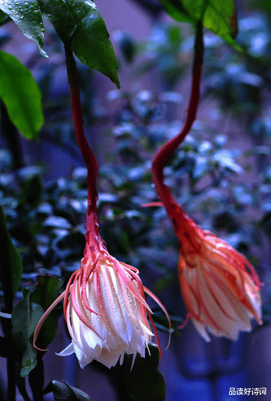 |「诗词鉴赏」昙花一现为韦陀，古诗词里的昙花，一现刹那芳华
