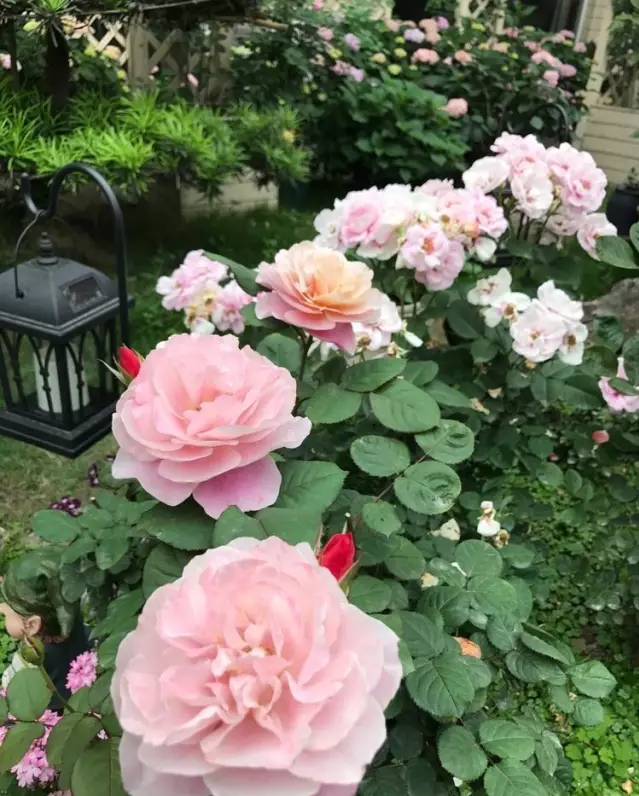 宁波|150㎡私家别墅庭院，打造花开满园的自然舒适小花园，太美了