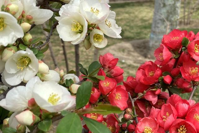 小小旅行端 陶然亭海棠：只恐夜深花睡去