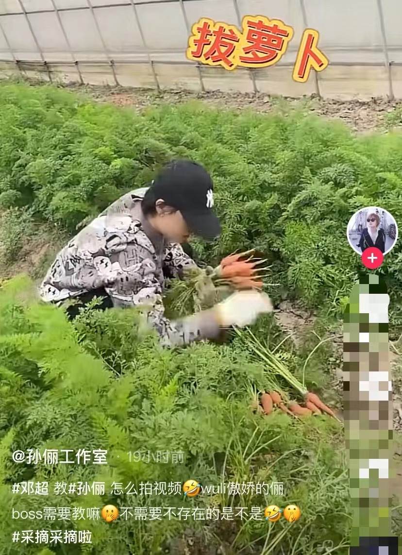 邓超|孙俪拔萝卜太卖力，手脚麻利干农活，一旁邓超不嫌脏直接坐田里
