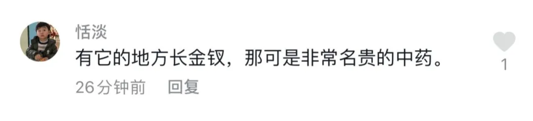 半岛晨报 大白天在武当山拍到的，难得一见！