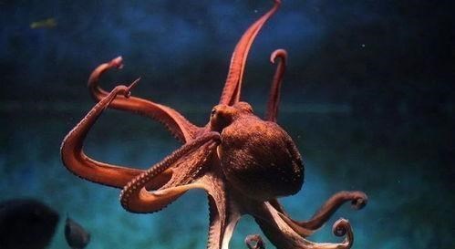 章鱼 为什么说章鱼是“外星生物”?经研究发现,生理构造或很独特