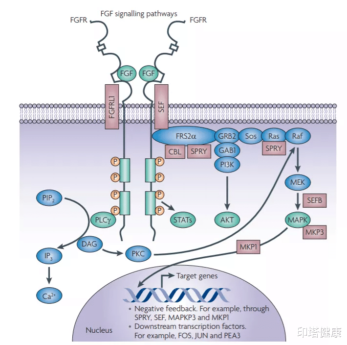 印塔健康 一文了解FGFR靶点相关数据、药物和研究！