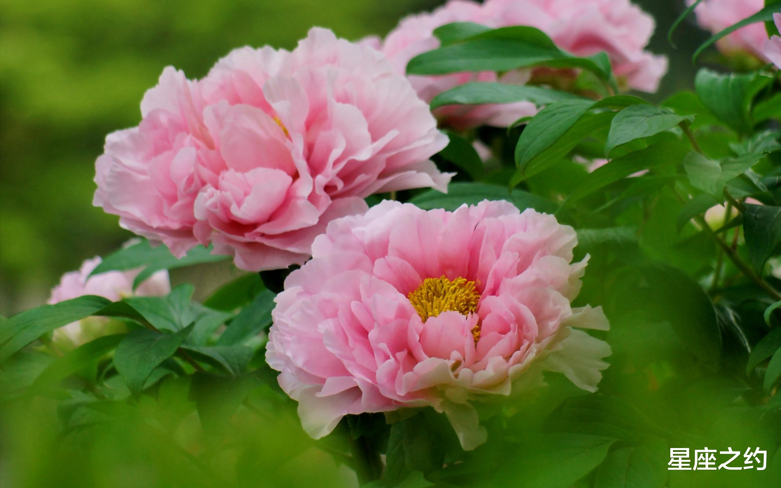 8月26日 30日星座运势 巨蟹敞开心扉 摩羯实力大增 每日要闻