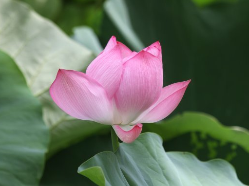 星临天下 步入10月底，4属相吉星照耀，富贵躲不掉，日子奔小康