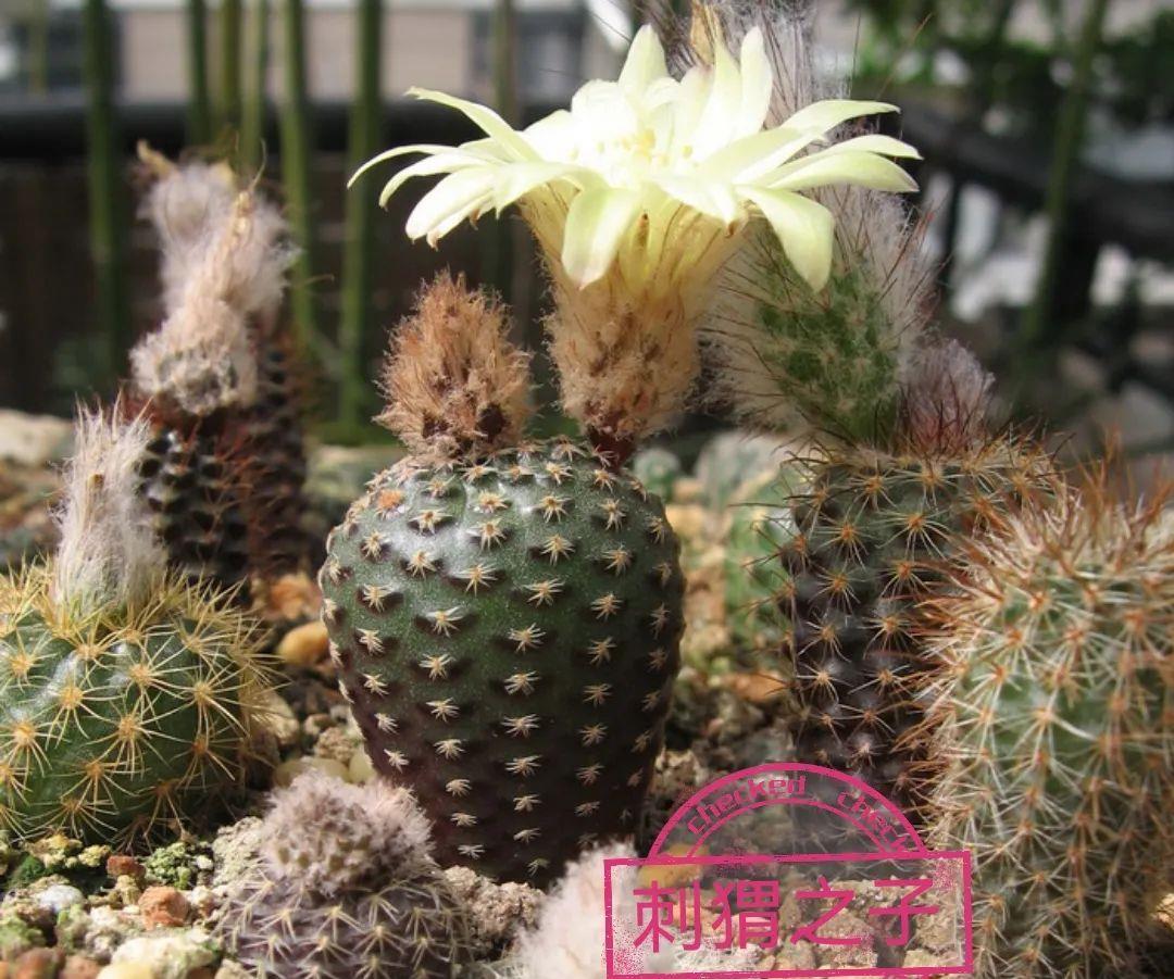 种上阳台|误以为仙人掌很难开花，凑齐“4个条件”，开花一点不难！