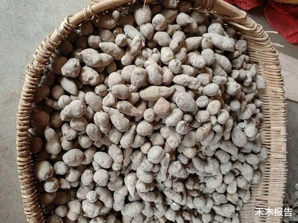  千元一斤被捧上神坛，遭人们疯狂采挖，如今跌成地摊货常年卖不动