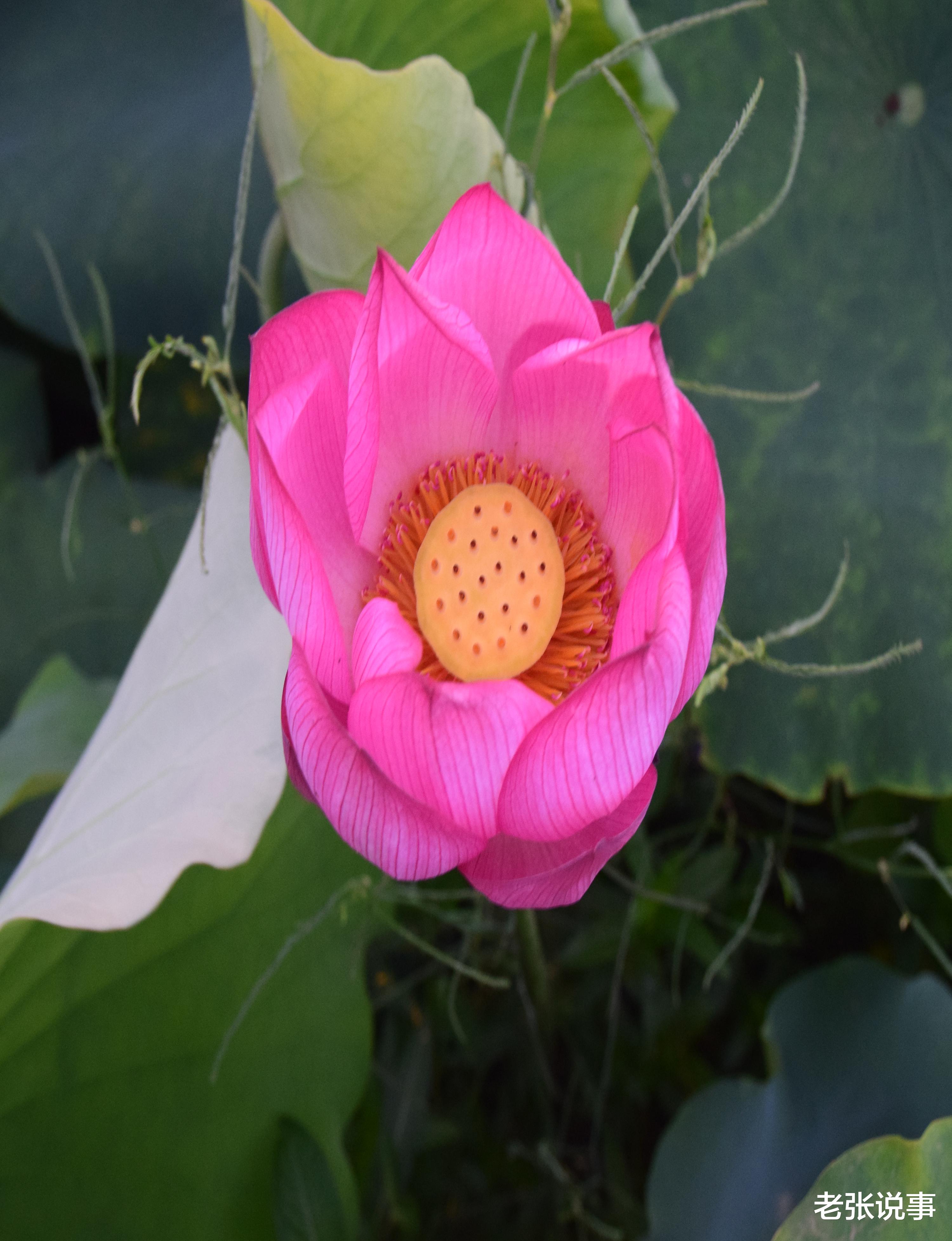 老张说事|又到荷花盛开时 药食同用的荷花你了解多少