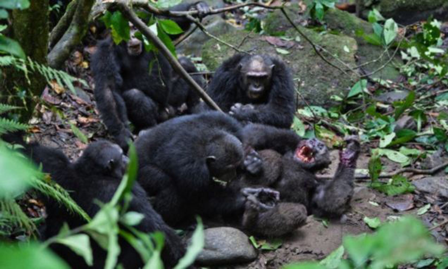 黑猩猩 黑猩猩有多凶残?谋权、杀幼、家暴是常态,还爆发长达4年的战争