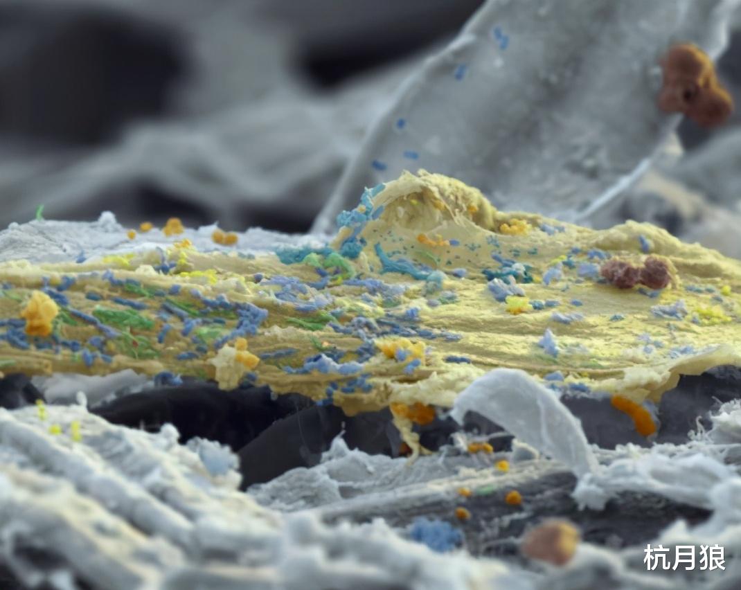 基因疗法 欧空局向国际空间站发射粘菌,并且在宇宙空间和地面同时进行实验