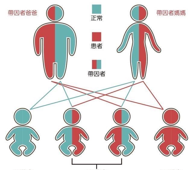 人类近亲不能繁殖,为什么却让狗“回交”,这不违反伦理道德吗