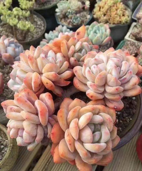 向阳园艺|养多肉是为了爱好，还是为了繁殖售卖？这2者都要有，不能白玩