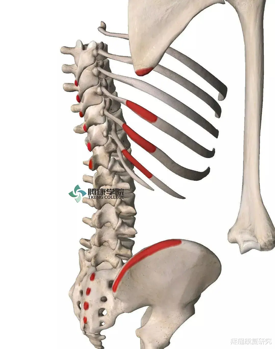 运动|背阔肌综合征的发生机制与诊疗