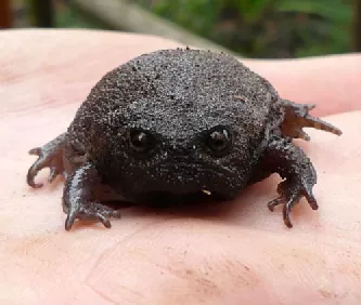 恒星 这世界真有这么丑的东西存在，而且好像自己！