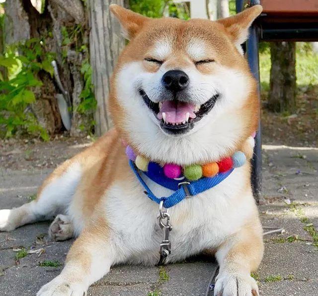 蔡宏志聊时尚 日本网友告诉你，在家里养了一只可可爱爱的萌宠，是一种什么体验