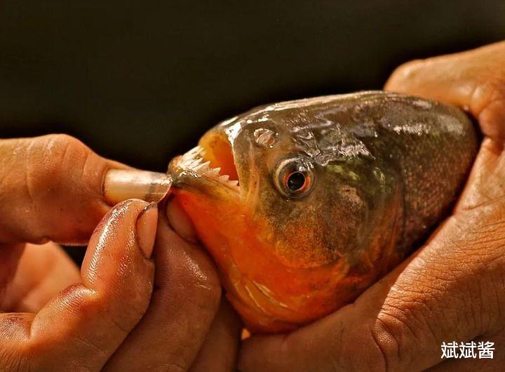 食人鱼 食人鱼可怕吗，为什么没有在亚马逊河泛滥？