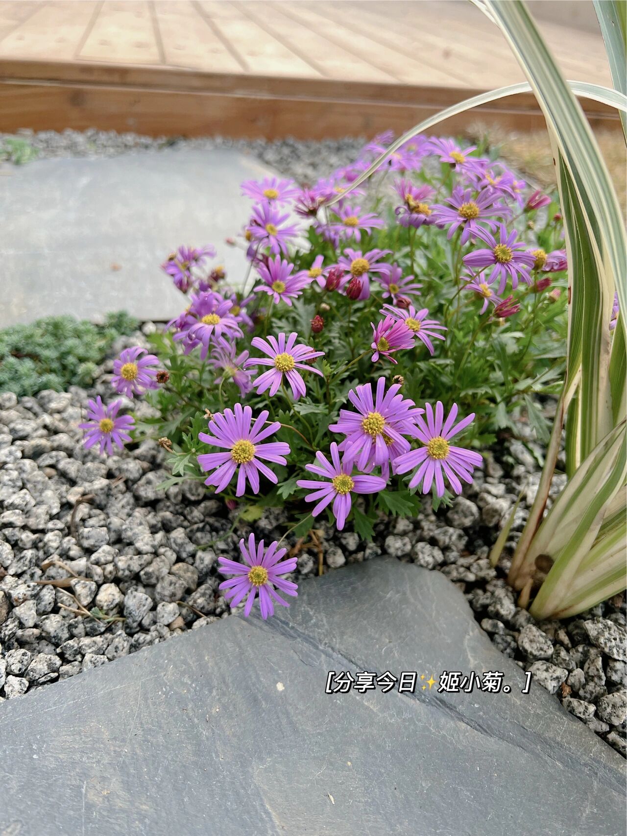 家住一楼,花5万元改造一楼40㎡院子,ins风的花园设计,太美啦