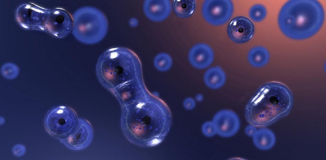 为何科学家很少提克隆了?克隆羊多莉短暂的一生,就是最好的答案