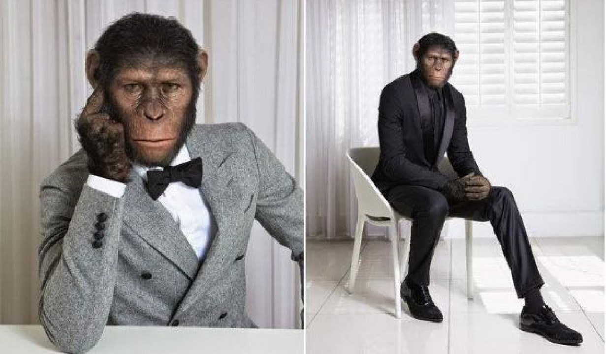 黑猩猩 把黑猩猩和小孩放在一起养，猩猩把自己当成人类，后来怎么样了？