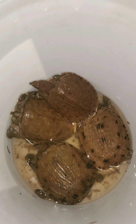 江西|甲鱼成群上岸产卵？江西钓鱼人夜钓，岸边捉住四只甲鱼