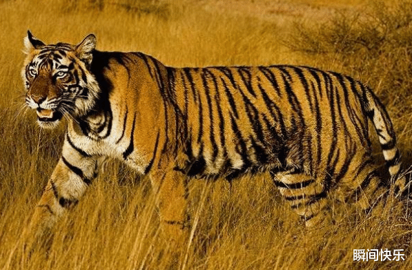 |属虎的人生在几月，2021年职场顺遂，心想事成，工作红红火火