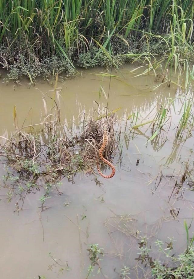 |水蛇、花蛇、眼镜蛇,频繁有人钓鱼钓到蛇,该怎么应对?