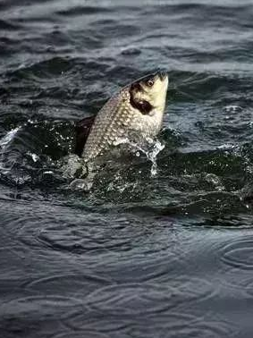 饵料|钓鱼打窝很重要，但是方法千万别用错，会适得其反！——盛世三渔