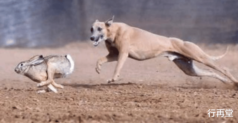 |老人言：钓鱼穷三年，玩鸟毁一生！这句话究竟是啥意思？可信吗