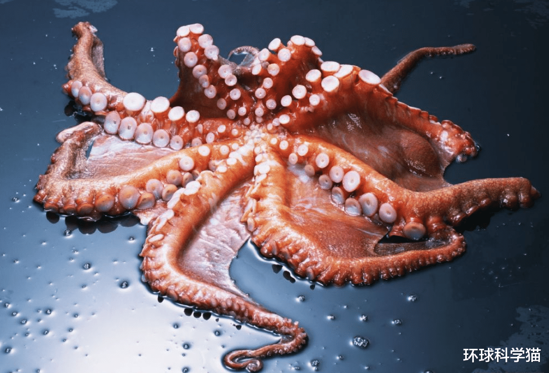 章鱼 越来越多科学家认为章鱼不是地球生物？各种证据表明，怀疑是对的