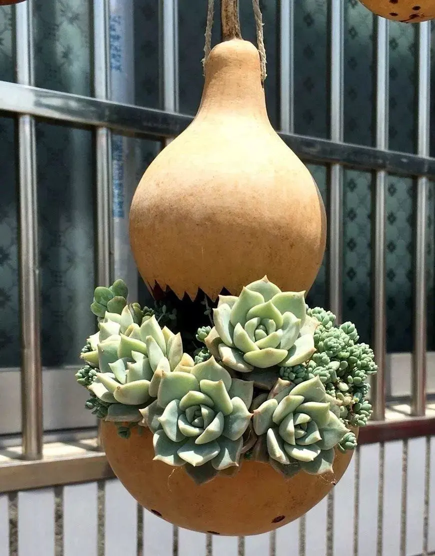 葫芦|又一个不要钱的文玩,玩出来给钱都不卖