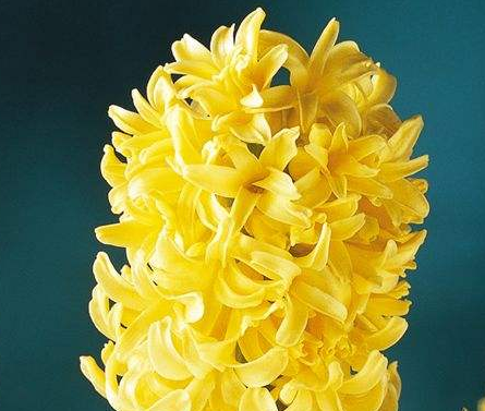 |哪些生辰的人，成长快速，学习能力强，2月打基础，3月后事事顺