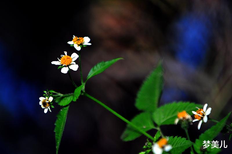 梦美儿|为什么出轨的人，反复出轨呢？