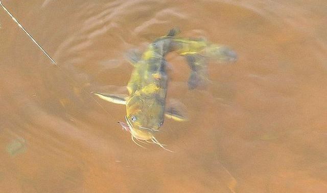 鱼塘|这种钓法“又土又懒”，专钓黑鱼和黄辣丁，偶尔还能遇上大甲鱼