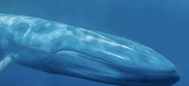 哺乳动物 很少有人知道的10个世界之最