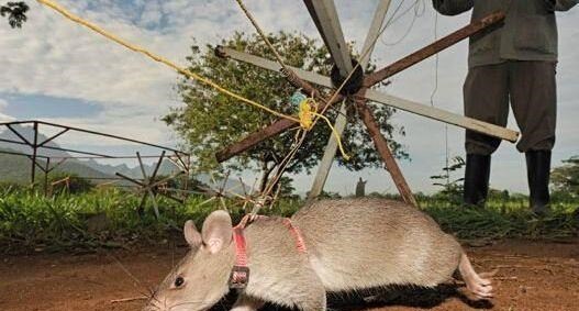 火星 若人类把1亿只老鼠送上火星，老鼠想在火星上存活，是否存在可能