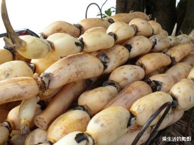 爱生活的陶哥|入秋后，大鱼大肉靠边站，多吃“秋天5宝”，应季而食安稳过秋
